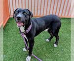Small #1 Mastiff Mix