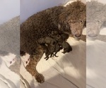 Small Photo #1 Labradoodle Puppy For Sale in DEEPWATER, MO, USA