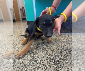 Doberman Pinscher-Unknown Mix Dogs for adoption in Tracy, CA, USA