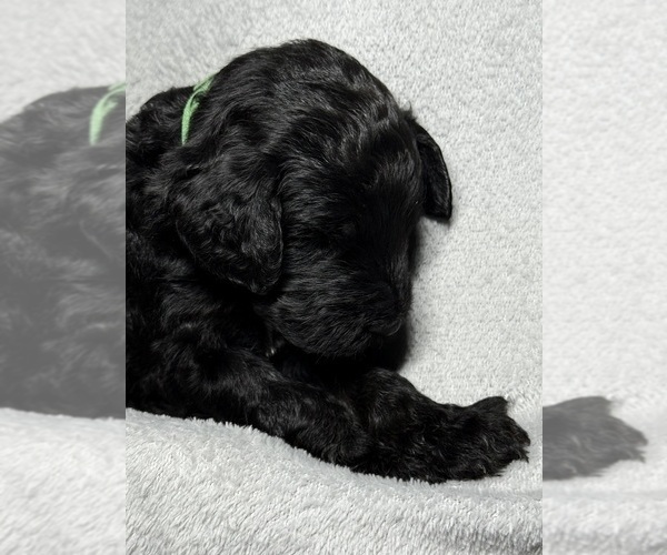 Medium Photo #9 Goldendoodle Puppy For Sale in HOWARD CITY, MI, USA