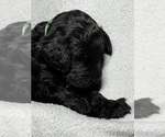 Small Photo #9 Goldendoodle Puppy For Sale in HOWARD CITY, MI, USA