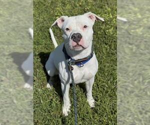 American Bulldog Dogs for adoption in Fort Lauderdale, FL, USA