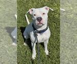 Small American Bulldog