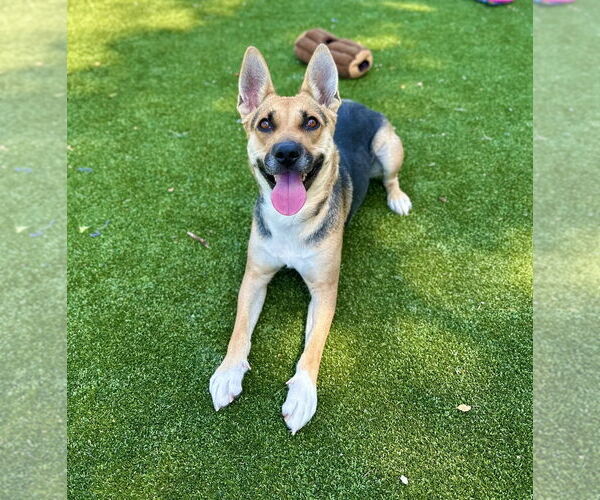 Medium Photo #2 German Shepherd Dog Puppy For Sale in Salinas, CA, USA