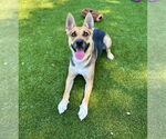 Small #1 German Shepherd Dog