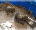 Small Photo #2 Shiba Inu Puppy For Sale in MISSOULA, MT, USA