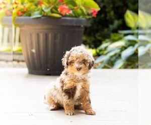 Poodle (Miniature) Puppy for sale in LEOLA, PA, USA