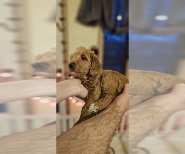 Medium Photo #3 Labradoodle mix (+ Poodle Standard) Puppy For Sale in WASILLA, AK, USA