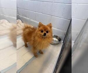 Pomeranian Dogs for adoption in Toronto, Ontario, Canada