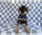 Small #4 Schnauzer (Miniature)