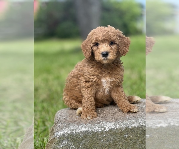 View Ad Goldendoodle (Miniature) Puppy for Sale near New York