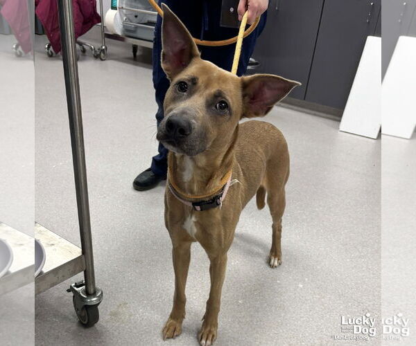 Medium Photo #1 Mutt Puppy For Sale in Washington, DC, USA