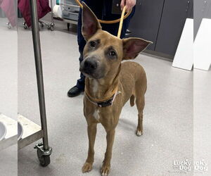 Mutt Dogs for adoption in Washington, DC, USA