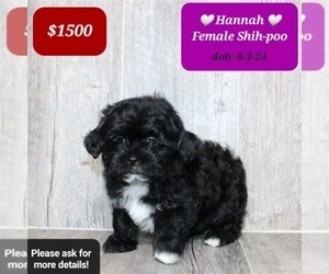 ShihPoo Puppy for sale in TUCSON, AZ, USA