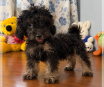 Yorkipoo puppie - Male Yorkipoo Puppy for Sale - Photo #6