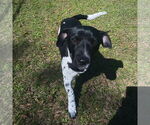 Small Jack Russell Terrier Mix