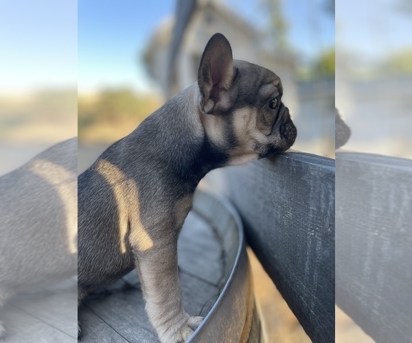 Medium Photo #4 French Bulldog Puppy For Sale in TEMPLETON, CA, USA