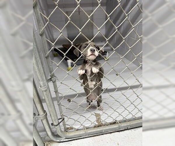 Medium Photo #6 American Staffordshire Terrier-Unknown Mix Puppy For Sale in Nassau bay, TX, USA