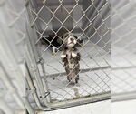 Small #5 American Staffordshire Terrier Mix