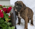 Small Photo #66 Boxer Puppy For Sale in GOSHEN, IN, USA