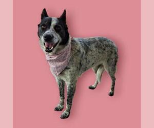 Australian Cattle Dog Dogs for adoption in Bakersfield, CA, USA