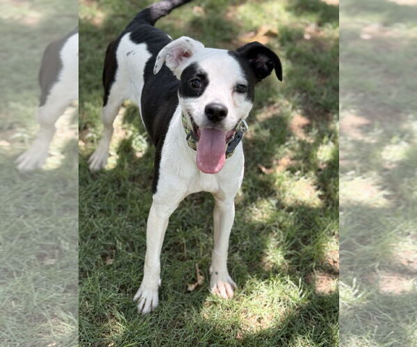 Medium Photo #3 Raggle Puppy For Sale in Phoenix, AZ, USA