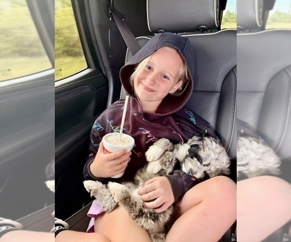 Medium Photo #6 Aussiedoodle-Goldendoodle Mix Puppy For Sale in GRANDVIEW, TX, USA