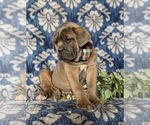 Small #3 Cane Corso