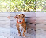 Small Photo #8 Chiweenie Puppy For Sale in Sandy, UT, USA