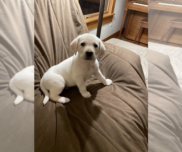 Medium Photo #2 Labrador Retriever Puppy For Sale in Tekonsha, MI, USA