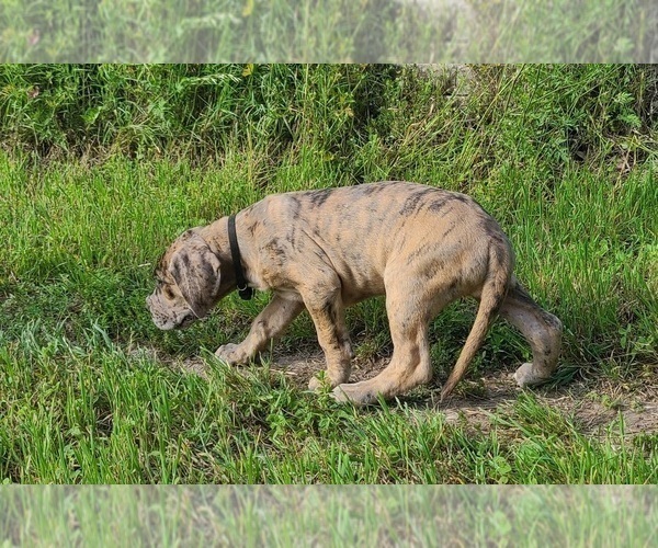 Medium Photo #4 Great Dane Puppy For Sale in LEANDER, TX, USA