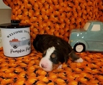 Small Photo #3 Bernedoodle Puppy For Sale in TAYLORSVILLE, NC, USA