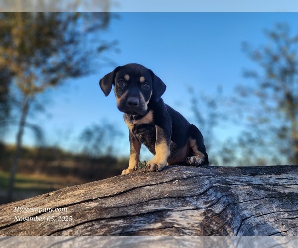 Medium Photo #2 Catahoula Leopard Dog Puppy For Sale in CUMBY, TX, USA
