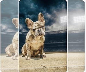 Father of the French Bulldog puppies born on 11/24/2025