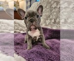 Small Photo #7 French Bulldog Puppy For Sale in FREDERICKTOWN, MO, USA
