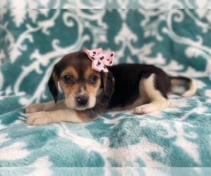 Beagle Puppy for sale in LAKELAND, FL, USA