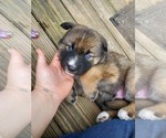 Small Photo #1 German Shepherd Dog-Siberian Husky Mix Puppy For Sale in HERNDON, PA, USA