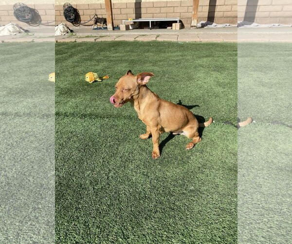 Medium Photo #4 Chihuahua-Unknown Mix Puppy For Sale in La Verne, CA, USA