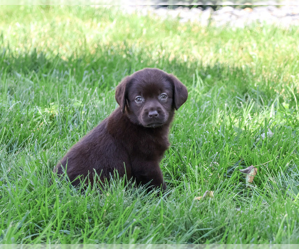 Medium Photo #4 Labrador Retriever Puppy For Sale in SYRACUSE, IN, USA