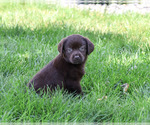 Small #3 Labrador Retriever