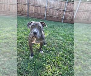 Chinese Shar-Pei-Unknown Mix Dogs for adoption in Plano, TX, USA