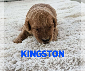 Goldendoodle (Miniature) Puppy for sale in GRAND RAPIDS, MI, USA