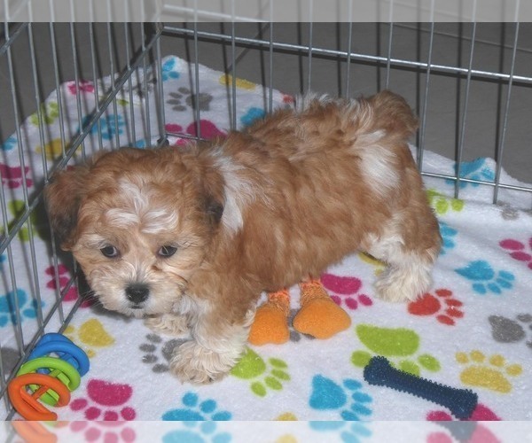 Medium Photo #14 ShihPoo Puppy For Sale in ORO VALLEY, AZ, USA