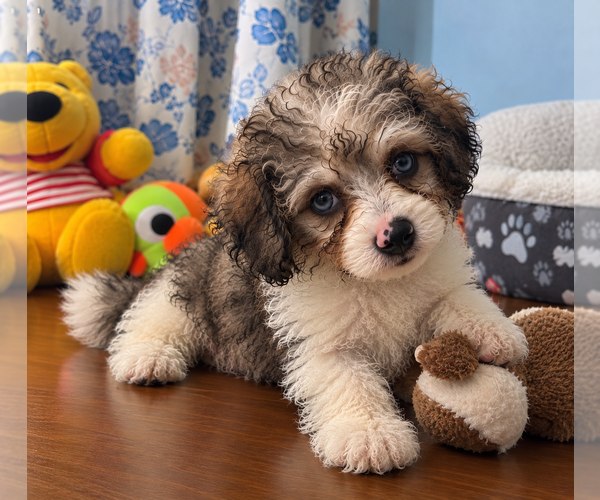 Medium Photo #5 Cockapoo (Miniature) Puppy For Sale in DURHAM, CT, USA