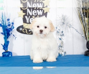 Zuchon Puppy for sale in MOUNT VERNON, OH, USA
