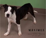 Small #1 Mutt