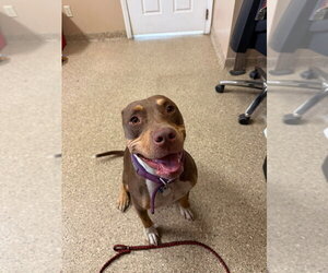 Mutt Dogs for adoption in Great Bend, KS, USA