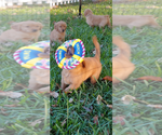 Small Photo #5 Golden Retriever Puppy For Sale in ALVARADO, TX, USA