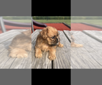 Small #1 Brussels Griffon