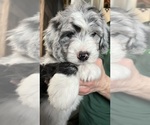Small Photo #6 Bernedoodle-Sheepadoodle Mix Puppy For Sale in WOODSIDE, NY, USA